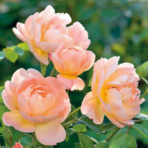 Lark Ascending Rose, The Lark Ascending Rose, Hydrangea Border, Arid Garden, Craftsman Garden, Oregon Backyard, Cottagecore Moodboard, Rose Hedge, Deadheading Roses