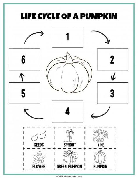 Pumpkin Life Cycle Kindergarten, Pumpkin Life Cycle Craft, Pumpkin Lesson Plans, Pumpkin Activities Preschool, Life Cycles Preschool, Life Cycle Of A Pumpkin, Pumpkin Lessons, Pumpkins Preschool, Pumpkins Kindergarten