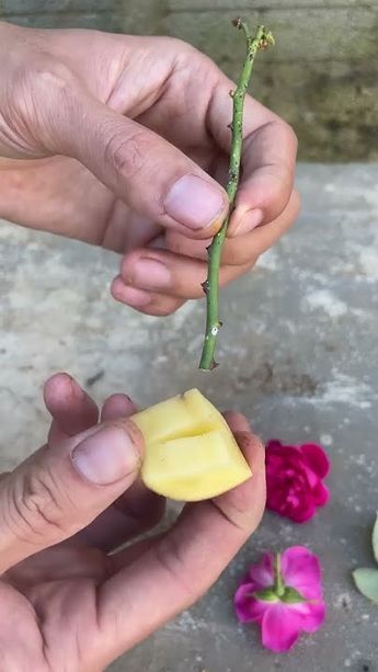 How To Propagate Roses, Roses Propagation, Roses In Potatoes, Rose Propagation, Propagating Roses, Rose Branch, Grafting Plants, Rose Cuttings, Diy Garden Bed