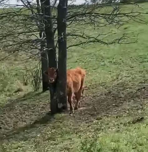 Cow With Head Stuck In Tree Is So Happy Someone Stopped To Save Him - The Dodo Cow Meme, Cursed Pictures, Small Cow, Fluffy Cows, Funny Cow, Moo Moo, Baby Cow, Baby Cows, Holy Cow