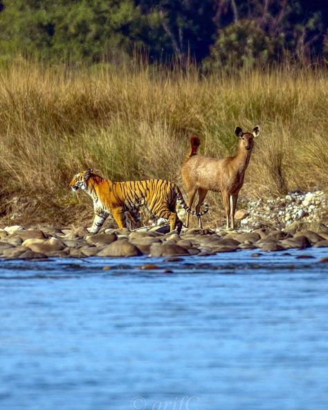 Uttarakhand-ConnectWithNature on Instagram: “Jim Corbett National Park 🐅 🦌 📷 @aarif.chowdhury . . . Tag us @uttarakhanddevbhoomi .…” Corbett National Park, Jim Corbett National Park, Jim Corbett, Incredible India, National Park, National Parks, Presentation, The Incredibles, India