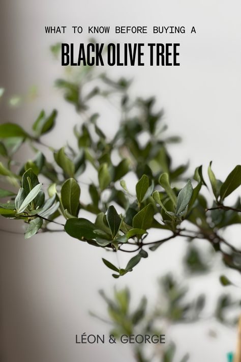 Learn all about the Black Olive Tree, from light requirements to watering needs, and bring this elegant, airy houseplant into your home. #bucidabuceras #mediterranean Black Olive Tree Indoor, Olive Tree Bonsai, Olive Tree Care, Black Olive Tree, Plant Care Tips, Black Barn, Shady Lady, Backyard Pools, Shade Trees