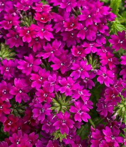 Deer Resistant Landscaping, Verbena Plant, Deer Proof Plants, Deer Resistant Flowers, Deer Resistant Garden, Deer Proof, Deer Resistant Plants, Plum Wine, Plum Flowers