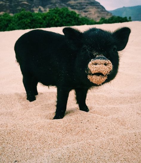 Mini Piglets, Black Pig, Cute Piglets, Pet Pigs, Yay Or Nay, Cute Picture, Baby Pigs, Cute Pigs