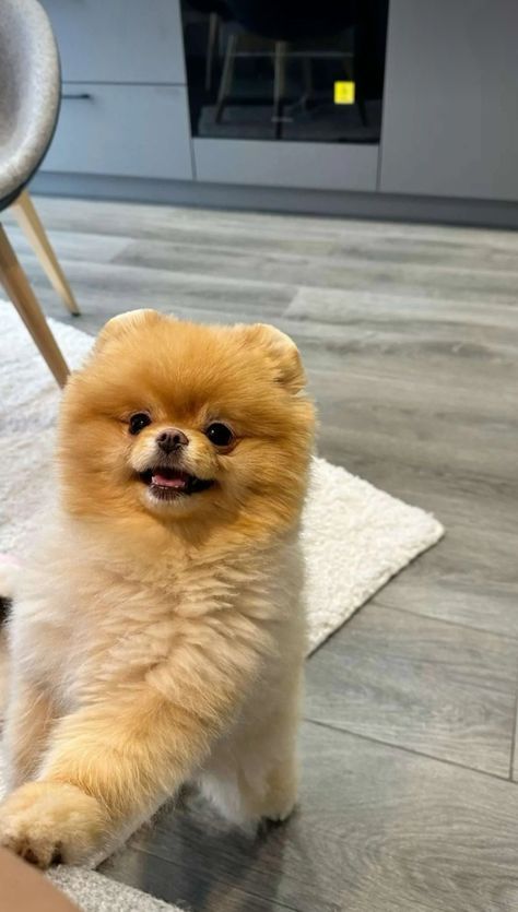 Small Pomeranian Puppies, Pomchi Dogs, Dog Tweets, Dogs Pomeranian, Pomeranian Spitz, Terrifying Stories, Pom Dog, Dog Mommy, Cute Pomeranian