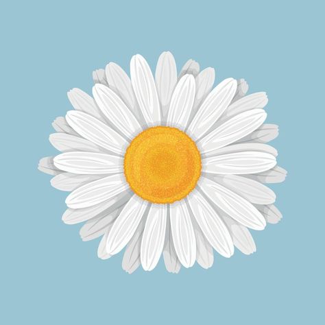 Chamomile Flower Illustration, Aesthetic Flower Illustration, Daisy Vector Illustration, Chamomile Flowers Drawing, Flowers Vector Illustration, White Daisy Drawing, Flower Drawing Cartoon, Flowers Drawing Aesthetic, Chamomile Illustration