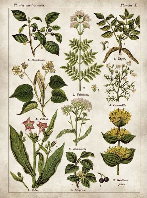 Plant Posters Aesthetic, Cottagecore Aesthetic Poster Prints, Fairycore Pictures For Wall Collage, Flower Wall Prints Aesthetic, Posters Nature Aesthetic, Flower Chart Aesthetic, Vintage Botanical Aesthetic, Earthy Aesthetic Poster, Plant Posters Vintage