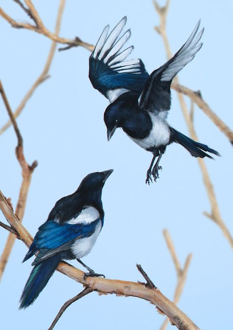 Magpies, Bogna Gawrońska on ArtStation at https://www.artstation.com/artwork/AlGbX Magpie In Flight, Dynamic Bird Poses, 2 Magpies, Two Magpies, Magpie Reference, Magpie Flying, Magpie Photography, Magpie Aesthetic, Magpie Tattoo