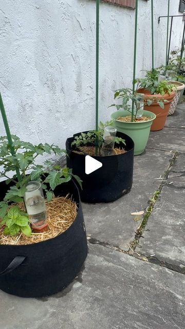 Optimistic Kitchen on Instagram: "Container gardening is a great option for those with limited growing space! I also find it to be significantly less work! If you would like to see more on container gardening, please check out the other videos that I posted this week.😁💚🌱#OptimisticKitchen #happyeating #Garden #ReduceFoodWaste #zerowaste #uppotting #containergarden #containervegetablegarden #tomatoplants" Planting Veggies In Containers, Pot Gardening Ideas, Planting Vegetables In Containers, Plants In Pots Outdoor Backyard Ideas, Growing Hacks, Container Vegetable Gardening, Vegetable Garden Layout Design, Growing Tomato, Tomatoes In Containers