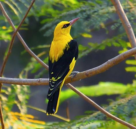 Golden Oriole Golden Oriole, Flying Creatures, Indian Subcontinent, Most Beautiful Birds, Airbrush Art, Pretty Animals, Mumbai India, Exotic Birds, Bird Pictures