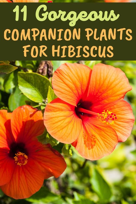 Hibiscus Planters Container Garden, Hibiscus Flower Garden Ideas, Hibiscus Container Garden, Potted Hibiscus Tree, Hibiscus In Landscaping, Hibiscus Flower Bed Ideas, Hibiscus Flower Landscaping Ideas, Hibiscus Container Ideas, Hibiscus Potting Ideas