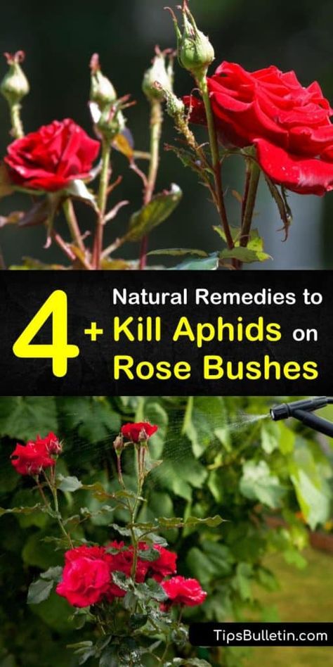 Learn how to get rid of an aphid infestation on your rose bush naturally. Eliminate and control garden pests by using beneficial insects such as lacewings. Make a homemade organic pesticide using neem oil, soapy water, and a spray bottle. #aphids #roses #aphidsonroses Bugs On Roses, Aphids On Roses, Roses Garden Care, Rose Bush Care, Get Rid Of Aphids, Rose Plant Care, Rose Fertilizer, Pruning Roses, Garden Companion Planting