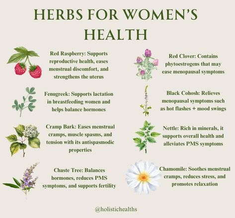 Herbs For Urinary Tract Infections, Motherwort Benefits, Herbs For Women, Herbal Education, Balancing Hormones, Medicinal Herbs Garden, Medical Herbs, Herbal Recipes, For Educational Purposes Only