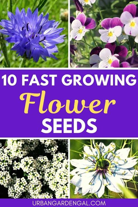 Self Seeding Flowers, Growing Flowers From Seeds, Farm Plants, Fast Growing Flowers, Diy Container Gardening, Easy Flowers, Container Garden Design, Flowers Gardening, Plant Propagation