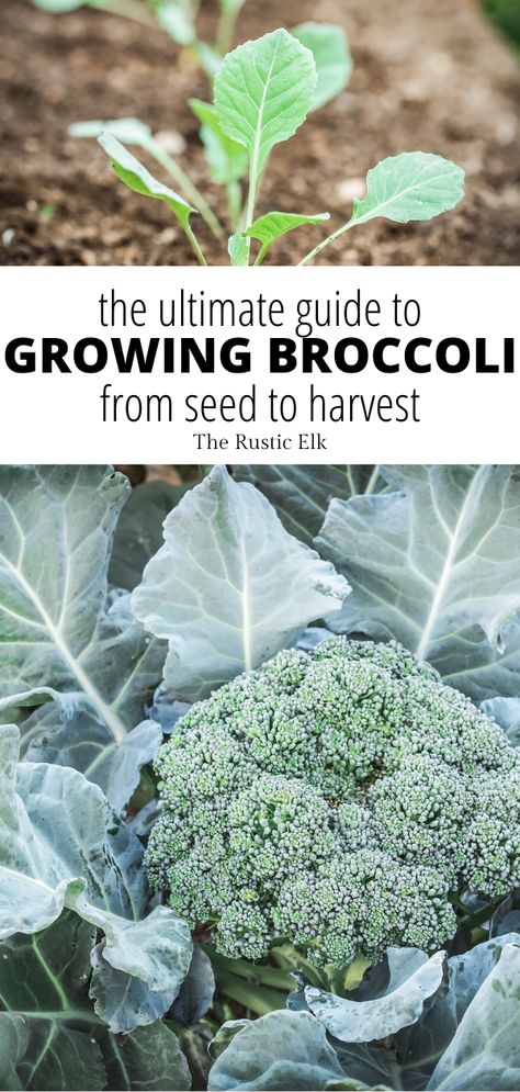 How To Grow Broccoli, Grow Broccoli, Broccoli Plant, Growing Broccoli, Broccoli Seeds, Vegetable Garden Tips, Survival Garden, Backyard Vegetable Gardens, Survival Gardening