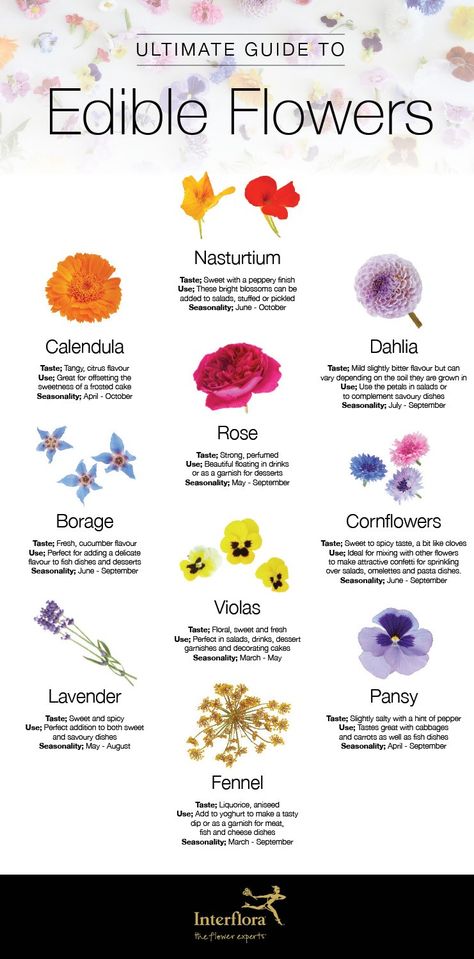 Edible Flowers infographic Edible Flowers Cake, Edible Flowers Recipes, Vegan Wedding Cake, Vegetarian Nutrition, Dandelion Jelly, Vegan Wedding, Flower Guide, Dandelion Recipes, Flower Food