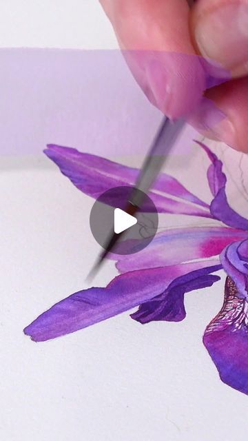 Billy Showell on Instagram: "I'm very excited about this week's project release. The beautiful Iris Siberica is one of my favourite flowers, a real must for any garden.  I love all the beautiful shades of purple and purple pinks. This is a flower that demands a lot of resting time to allow all of the layers to dry which in turn allows you to build up the dancing colours.  I have placed this flower towards the lower part of a large portrait piece of paper, to allow room to add other larger purple iris above. But you can decide how you want to make your arrangement.  This flower head would be a wonderful small study to do, or you could put it towards the top of the page and add the stem and leaves if you have access to the actual plant.  The processes in this flower head study require you to Iris Siberica, Billy Showell, Head Study, Happy Painting, Favourite Flowers, Peace And Happiness, Small Study, Purple Iris, Watercolor Flowers Paintings