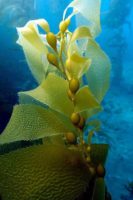 kelp via nybg Tumblr Ocean Plants, Underwater Plants, Kelp Forest, Sea Plants, Sea Kelp, Sea Otter, Ocean Water, Sea And Ocean, Sealife