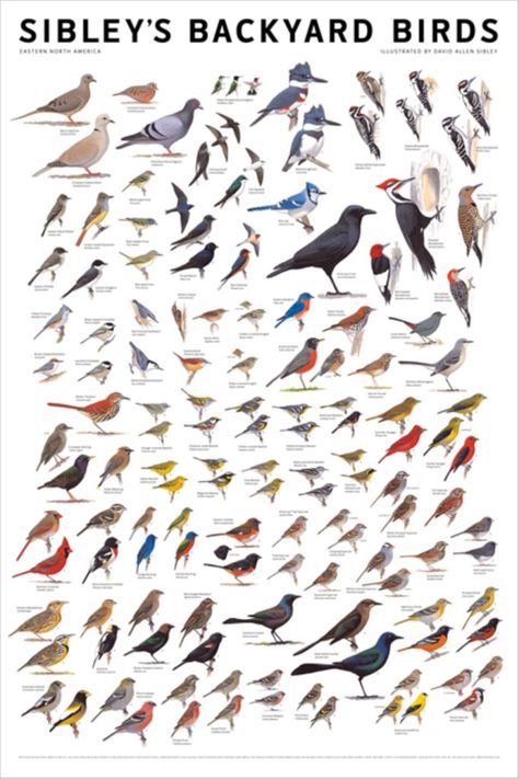 Printable Bird Identification Chart | February 16, 2012 America Poster, Bird Identification, Birds Of America, Different Birds, Bird Book, Bird Poster, Kinds Of Birds, Backyard Birds, Different Kinds