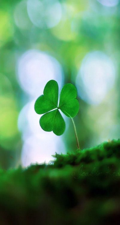 Irish Aesthetic, March Backgrounds, San Patrick Day, Sant Patrick, St Patricks Day Pictures, Wallpaper Leaves, St Patricks Day Wallpaper, Leaves Background, Beautiful Background