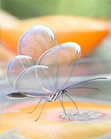 Glasswing Butterfly - Real or Hoaxed? So pretty -- have a look and see what you think! #cryptozoology #glasswingbutterfly #transparentwing #butterfly Akhal-teke, Glasswing Butterfly, Wild Animals Pictures, Animal Jam, Beautiful Bugs, Photography Tips For Beginners, Rare Animals, Macro Photos, Warrior Cats