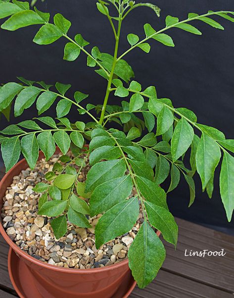 Curry Leaf Plant Curry Leaves Plant, Types Of Curry, Curry Plant, Growing Plants From Seeds, Curry Leaf Plant, Braised Chicken Breast, Plant Herbs, Curry Leaf, Plants From Seeds