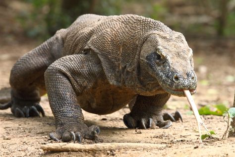 Komodo dragon (Varanus komodoensis) (sw. Komodovaran). It's the largest now living lizard with a length of 2--3 meters, and a weight of about 70 kilos. Dragon Facts, Large Lizards, Ugly Animals, Komodo National Park, Monitor Lizard, Komodo Island, Komodo Dragon, Apex Predator, Komodo