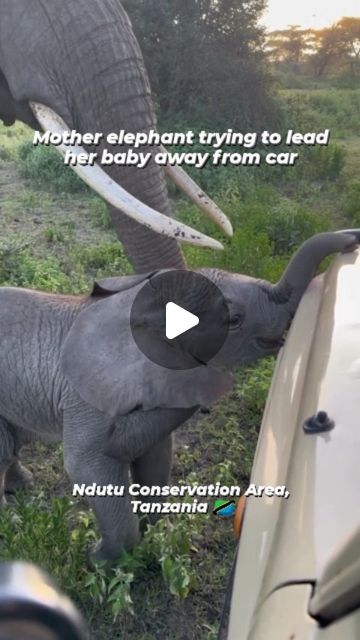 Safari Vehicle, Safari Travel, Give Birth, Pet Care Tips, Move It, Save Her, Animal Planet, Baby Elephant, Mother Earth