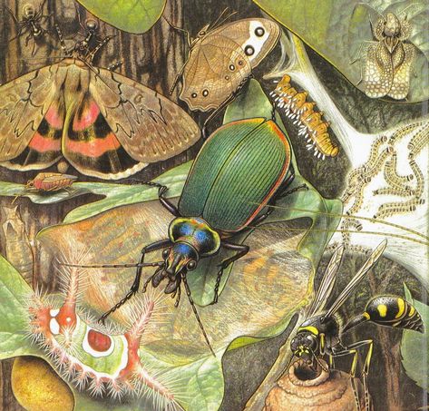 Walter Linsenmaier Insects of the World 1972 Vintage Insect Prints, Winged Creatures, Insect Print, Cool Bugs, Book Page Art, Bug Art, Insect Art, Bugs And Insects, Book Page