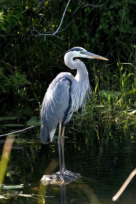 Great Blue Heron, Everglades National Park, Florida (pinned by haw-creek.com) Bird Sounds, Great Blue Heron, Blue Heron, Trees, Birds, Water, Blue