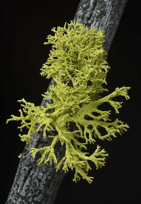 Lichen Painting, Foto Macro, University Of Montana, Lichen Moss, Painting References, Plant Fungus, Moss Garden, Mushroom Fungi, Natural Forms