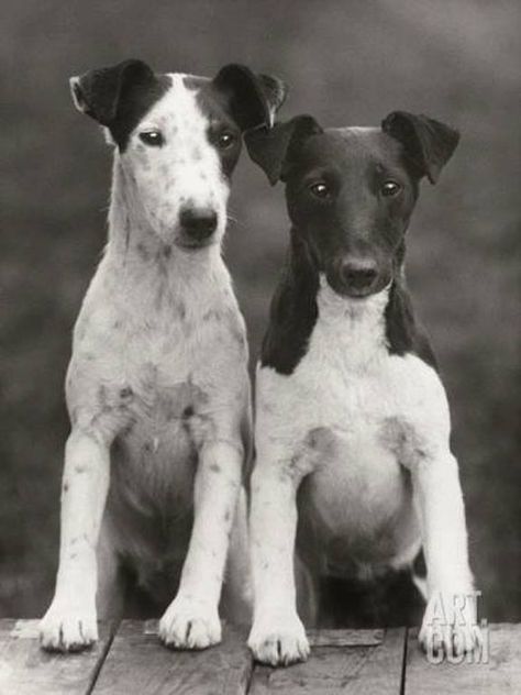 Thomas Fall, Smooth fox terriers, 1924 Smooth Fox Terriers, Fox Terriers, Wall Art Collection, Fox Terrier, Beloved Dog, Vintage Dog, Man Photo, Mans Best Friend, Novelty Gifts