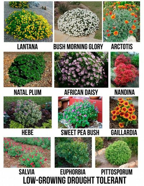 Natal Plum!!!!!  Low growing drought tolerant bushes. Drought Tolerant Garden, Drought Tolerant Landscape, Creative Landscape, Garden Shrubs, Beautiful Yards, Landscape Designs, Front Yard Garden, Drought Tolerant Plants, Front Yard Landscaping Design