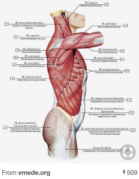 Body Muscle Anatomy, Human Muscle Anatomy, Human Anatomy Reference, Anatomy Tutorial, Human Body Anatomy, Drawing Hair, Muscle Anatomy, Human Anatomy Drawing, Human Anatomy And Physiology