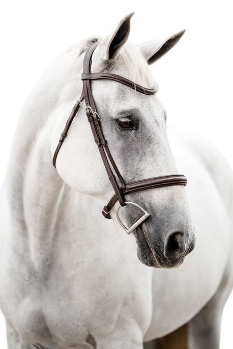 Beautiful Horses Photography, Horse Photographer, Equine Portraits, Beautiful Horse Pictures, Horse Wallpaper, Equine Photographer, Horse Portrait, Horse Crazy, Horse Equestrian