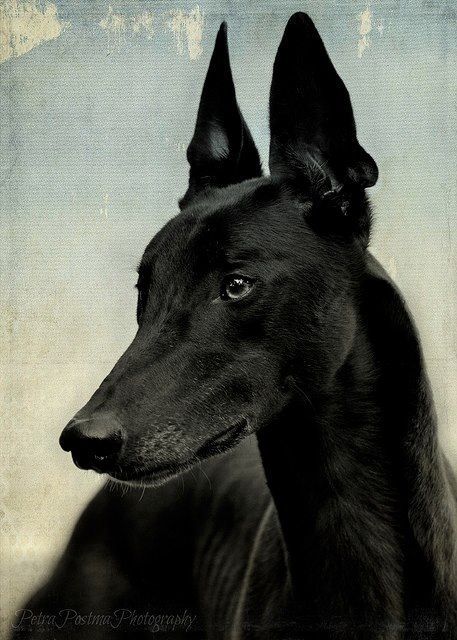 Regard Animal, Sight Hounds, Pharaoh Hound, Greyhound Art, Grey Hound Dog, Sweet Dogs, Italian Greyhound, Old Dogs, Hound Dog