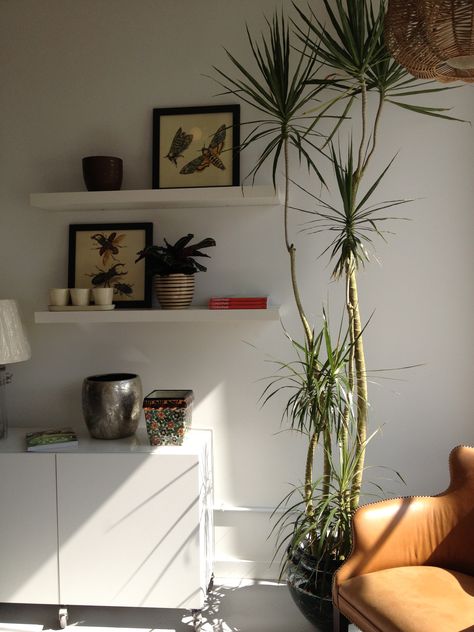 The amazing Dracaena Marginata Dracena Plant, Tall House Plants, Dracena Marginata, Big Indoor Plants, Tall Indoor Plants, Dracaena Marginata, Dracaena Plant, Large Indoor Plants, Tall Plant