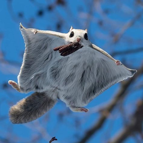 Flying Squirrel Pet, Squirrel Aesthetic, Japanese Flying Squirrel, Squirrel Drawing, Squirrel Tattoo, Cats Pretty, Flying Squirrels, Cute Animal Tattoos, Cute Small Animals