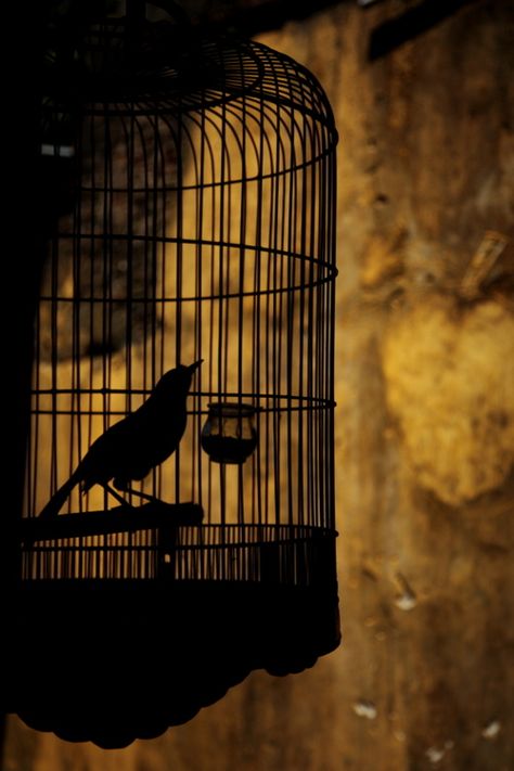 calmapparente:    “In a cage” by Tashi Delek Anders Dragon Age, Flying Bird Silhouette, Bird In A Cage, Quote Photo, Write Poetry, The Caged Bird Sings, Bird Silhouette, Poetry Poem, Arte Obscura