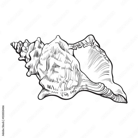 Download spiral conch sea shell, sketch style vector illustration isolated on white background. Realistic hand drawing of saltwater conch, sea snail shell Stock Vector and explore similar vectors at Adobe Stock. Sea Shell Sketch, Conch Shell Tattoos, Realistic Hand Drawing, Shell Sketch, Sea Snail Shell, Shell Drawing, Ocean Drawing, Background Realistic, Shell Tattoos