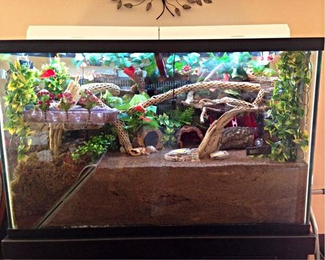 Hermit Crab set up 10 Gallon Hermit Crab Tank Ideas, Hermit Crab Tank Setup, Hermit Crab Habitat Ideas 10 Gallon Tank, Crab Tank Ideas, Hermit Crab Tank Ideas, Hermit Crab Habitat Ideas, Crabitat Ideas, Hermit Crab Cage, Halloween Crab