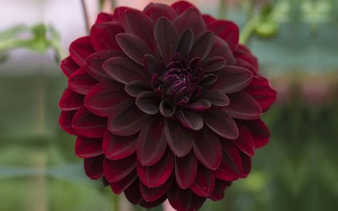 Arabian Night, Red Flower, Dahlia, Purple, Green, Red