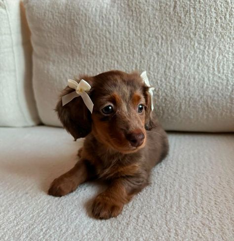 Daschund Puppies, Cute Dogs Images, Cute Animals Puppies, Very Cute Dogs, Really Cute Dogs, Cute Little Puppies, Weenie Dogs, Dream Dog