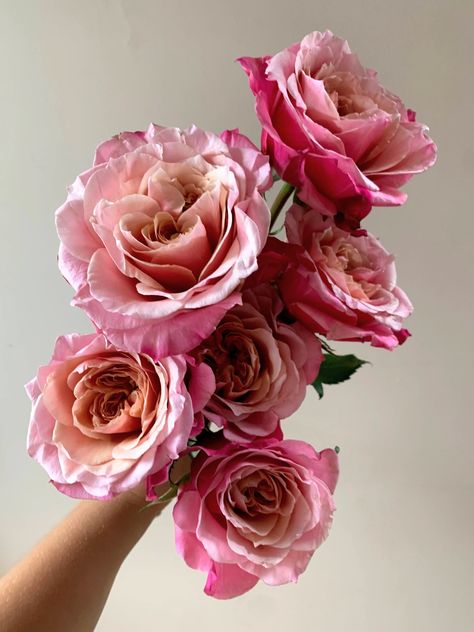 These pink garden roses open into a peachy-mauve, and sometimes even blush! Pink Garden Rose Bouquet, Raspberry Garden, Roses Bunch, Pink Garden Rose, Mauve Roses, City Flowers, Rose Varieties, Rose Peach, Flowers Bouquet Gift