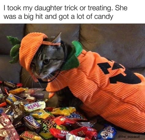 The Trickster, Kinds Of Cats, Cat Parenting, Cat Costumes, Cute Cats And Dogs, Funny Cat Videos, Cat Cat, Funny Meme, Crazy Cat Lady