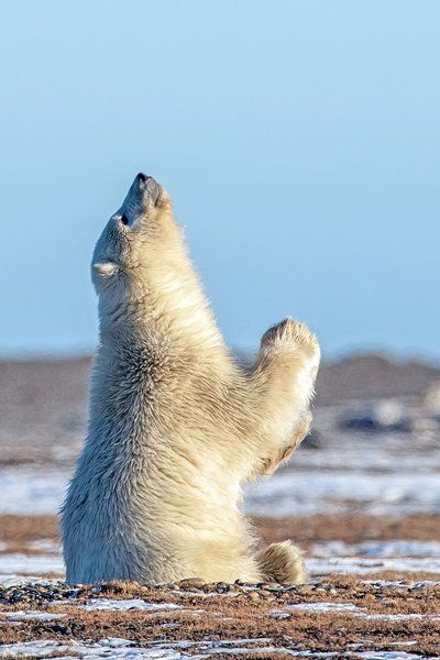 Polar Bear Appears to Be Praying for Snow: Photos | PEOPLE.com Snow Photos, Baby Polar Bears, Photos People, Cute Polar Bear, Bear Photos, Bear Pictures, Wild Creatures, Bear Stuffed Animal, Nature Animals