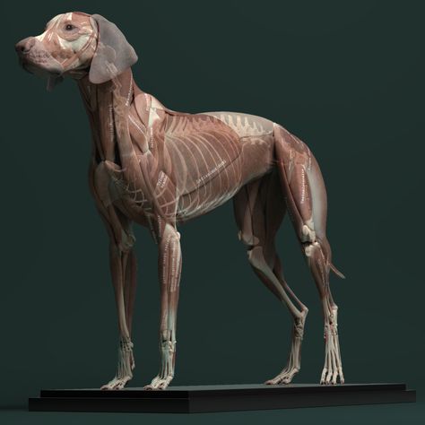 Canine Anatomy, Dog Reference, 3d Canvas Art, 3d Anatomy, Dog Anatomy, Anatomy Models, Animal Anatomy, 강아지 그림, Animal Study