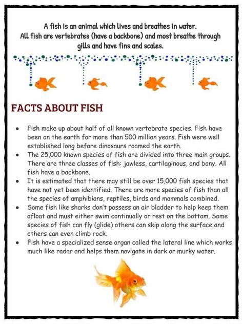 Fish Facts and Worksheets | KidsKonnect Fish Worksheet, Animals In The Bible, Fish Facts, Facts About Fish, Fish Information, Fish Activities, Summer Camp Activities, Camp Activities, Different Fish