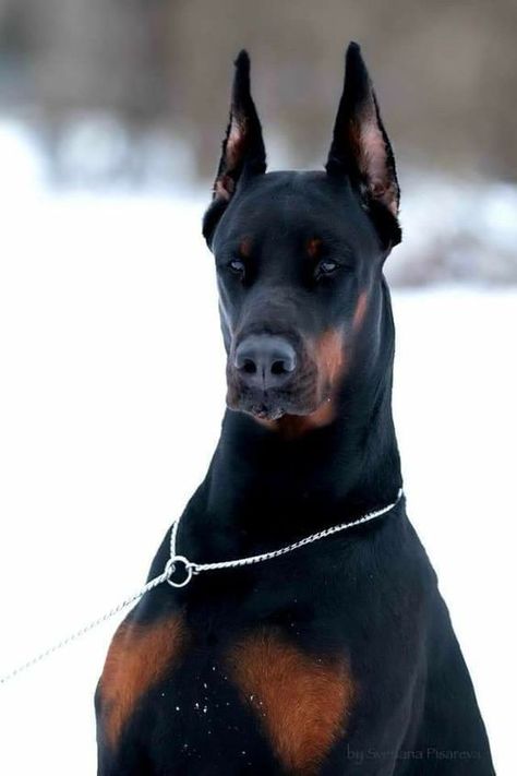 Doberman Pinscher Puppy, Aesthetic Dog, Scary Dogs, Doberman Pinscher Dog, Doberman Puppy, Doberman Dogs, Pretty Dogs, Dog Wallpaper, Cute Funny Dogs