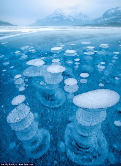 Weird & amazing : Ice bubbles, Abraham Lake, at the foot of the Rocky Mountains in Canada. The rare phenomenon occurs each winter in the man-made lake, as the plants on the lake bed release methane gas, which freezes as it comes closer to the cold lake surface. Ice Bubble, Frozen Bubbles, Abraham Lake, Earth Photos, Air Tawar, Belle Nature, Samos, Pure Michigan, Skydiving